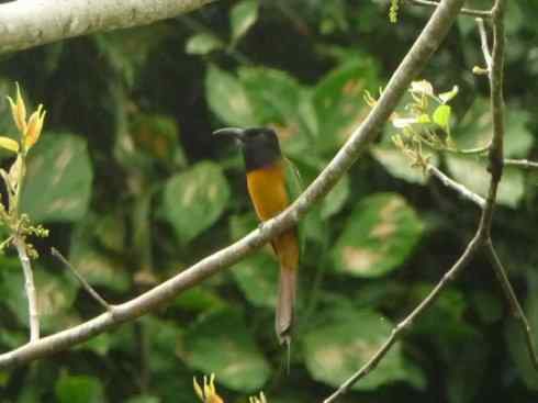 绝色攀禽:佛法僧目之蜂虎 绝色攀禽:佛法僧目之蜂虎