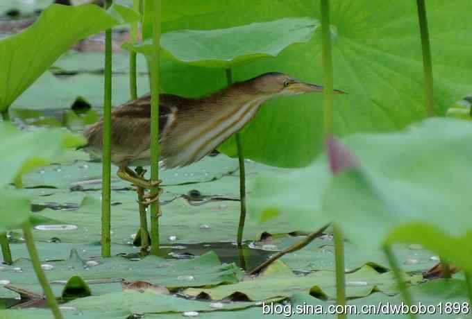 黄苇鳽--雅逸的小黄鹭