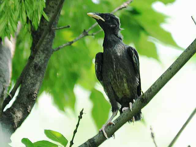 晕~ wbr这都啥鸟儿啊 晕~ wbr这都啥鸟儿啊