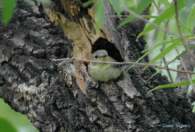 再拍:白眉.紫背和黄鹂 再拍:白眉.紫背和黄鹂