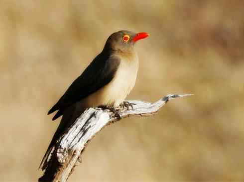 美丽无罪：雀鸟之辉椋鸟