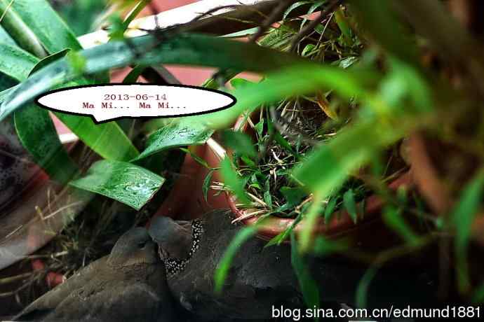 人鸟情未了-闹市十五楼珠颈斑鸠育儿记