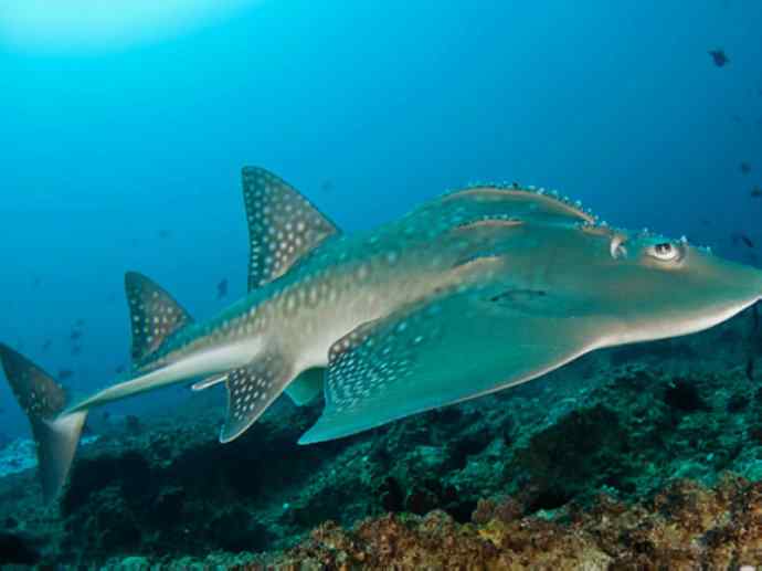 鱼类活化石:锯鳐 鱼类活化石:锯鳐