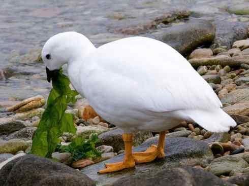 欣赏:美丽的草雁 欣赏:美丽的草雁