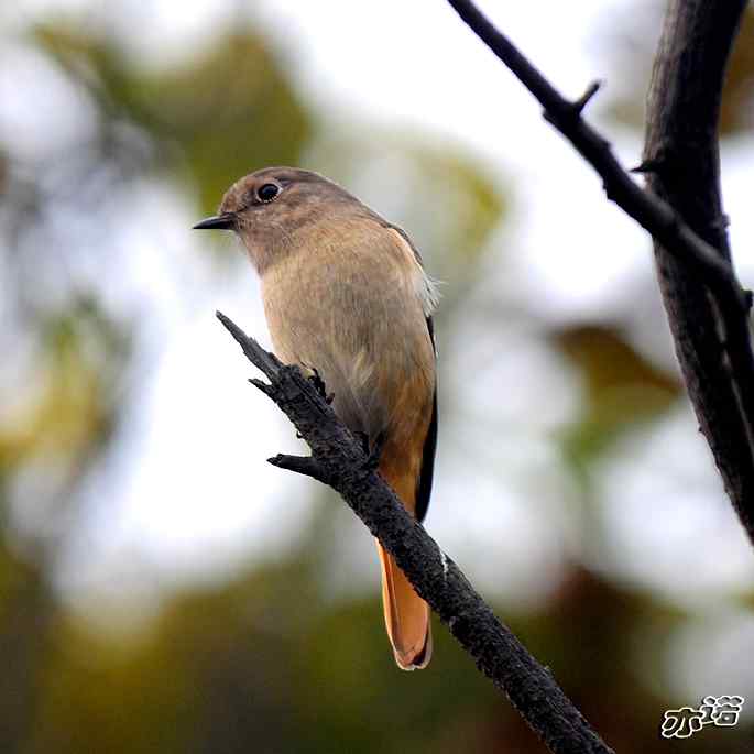 北京西山&nbsp;wbr路&nbsp;wbr北红尾鸲和山噪鹛