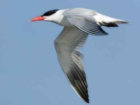 自然奇观：动物大迁徙(燕鸥类)