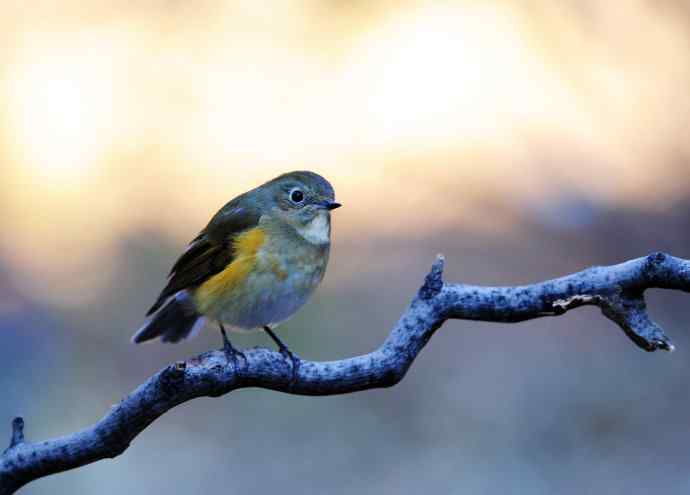 雌性红胁蓝尾鸲（13）