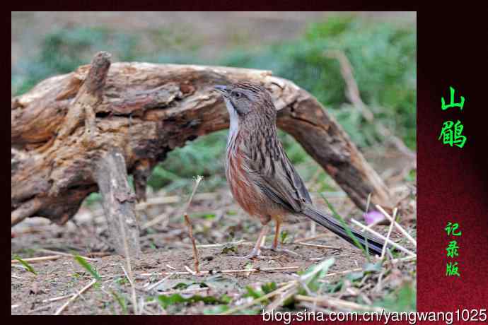 山鹛（记录版）