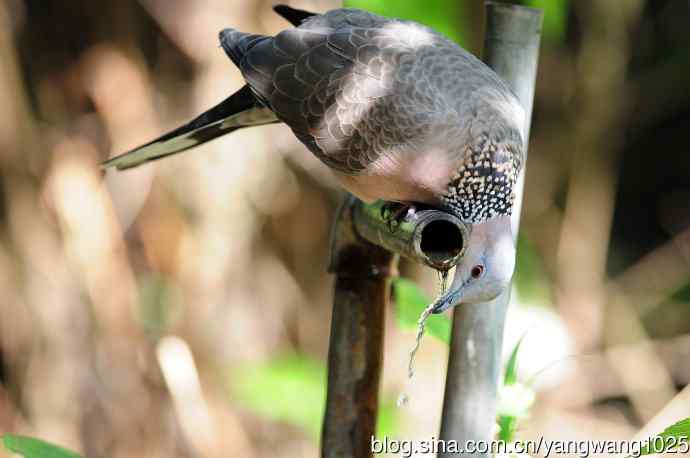 饮水的珠颈斑鸠（续）