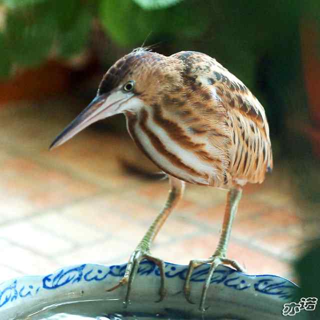 黄苇鳽家族掌门鸟致亦诺先生的感谢信