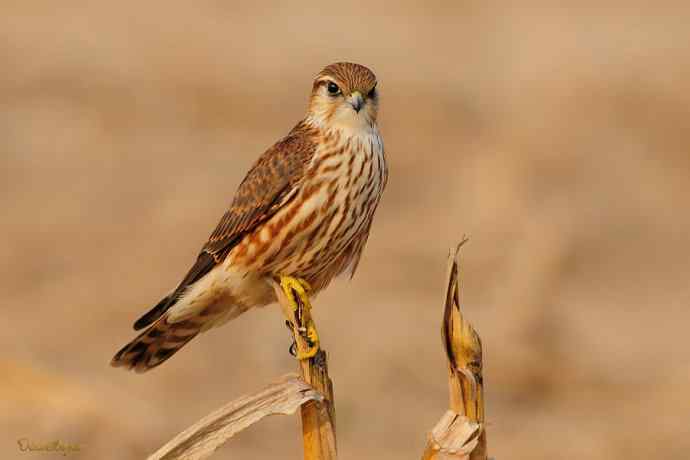 灰背隼（雌）.今日野鸭湖收获
