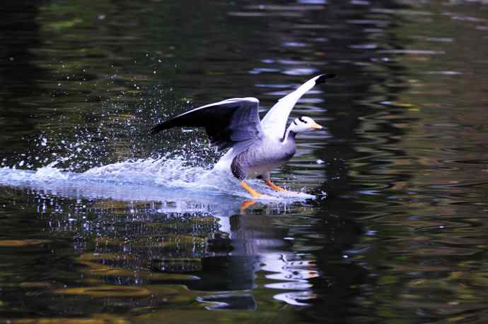 斑头雁（抓拍）6