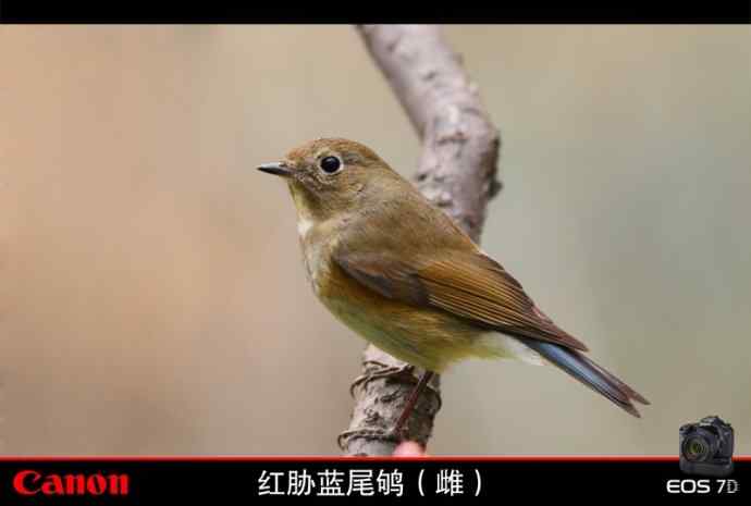 北红尾鸲和红胁蓝尾鸲   无锡冬天最常见的两种鸲