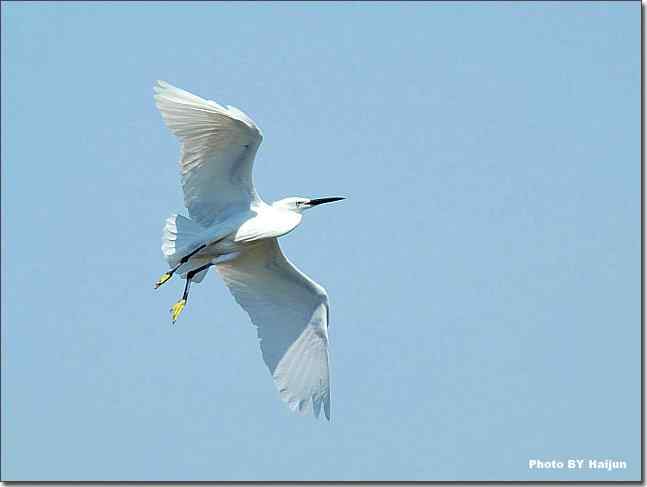 蓝天作秀的鹭鸶