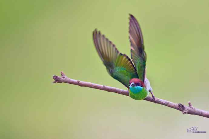 湖北大悟的蓝喉蜂虎