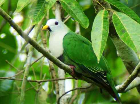 白头鸟系列：另类的美丽11（鸠鸽）