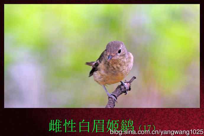 雌性白眉姬鹟（17）