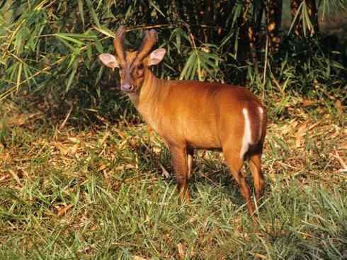 麒麟：传说的兽原型探秘（麂）