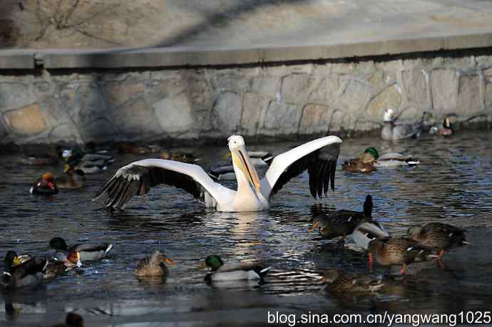 鹈鹕(大白)飞去 鹈鹕(大白)飞去