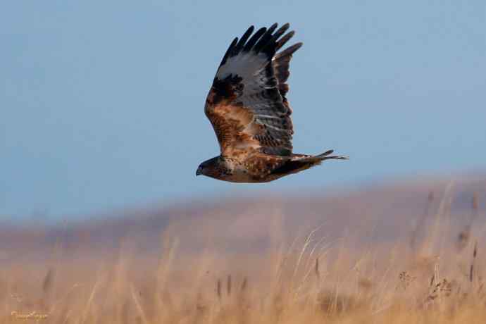 草原追梦. 蓝天鵟影