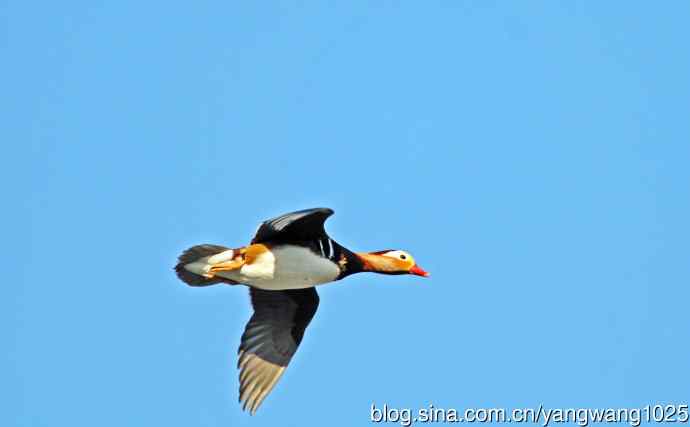 鸳鸯（库存片）