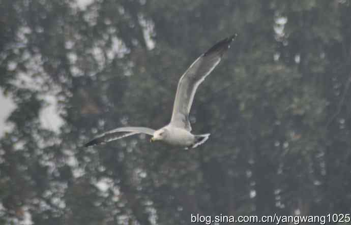 飞 wbr(雾拍水禽湖 wbr杂片) 飞 wbr(雾拍水禽湖 wbr杂片)