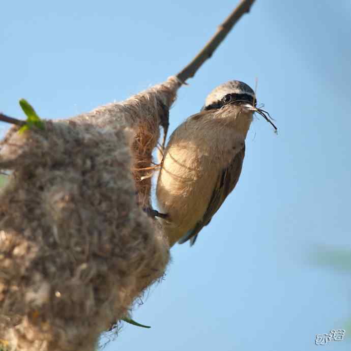 盘锦湿地 wbr路 wbr中华攀雀 盘锦湿地 wbr路 wbr中华攀雀