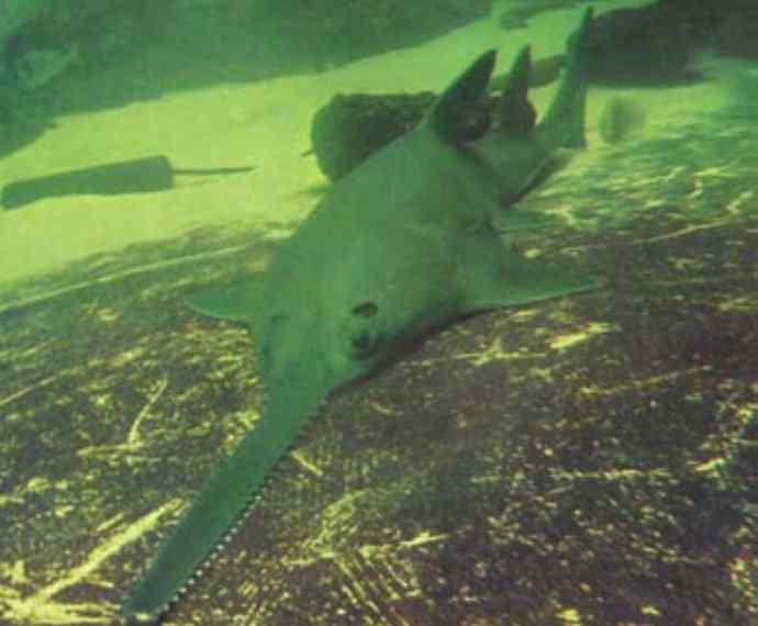 鱼类活化石:锯鳐 鱼类活化石:锯鳐