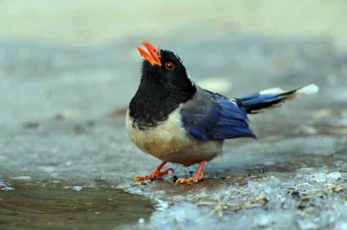 秃尾巴的红嘴蓝鹊