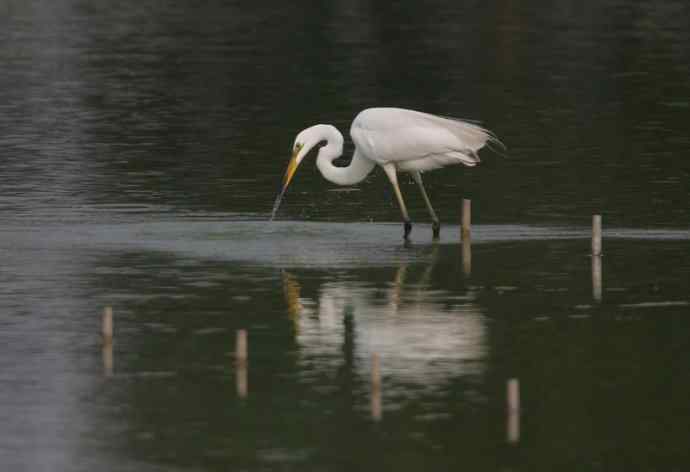 野生白鹭与都市的和谐相处