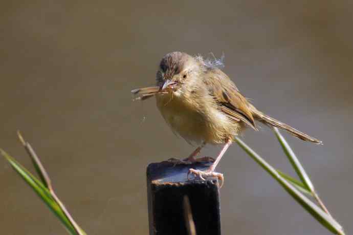 褐头鹪莺的收获