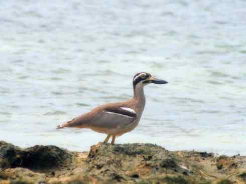 雀鸟也彪悍：与鳄共舞（埃及鸻）