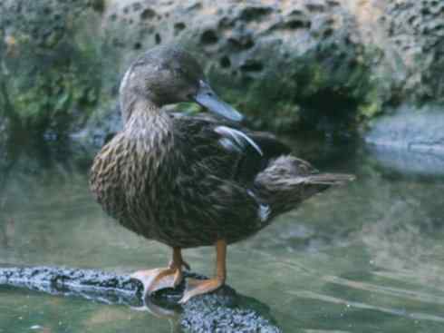 欣赏：美丽的钻水鸭4