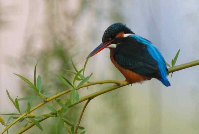 莲花池四月的花鸟