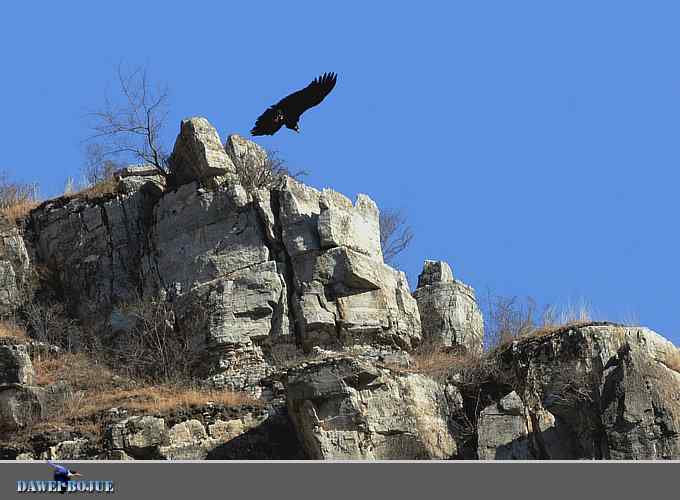 十渡秃鹫 wbr兀立山巅