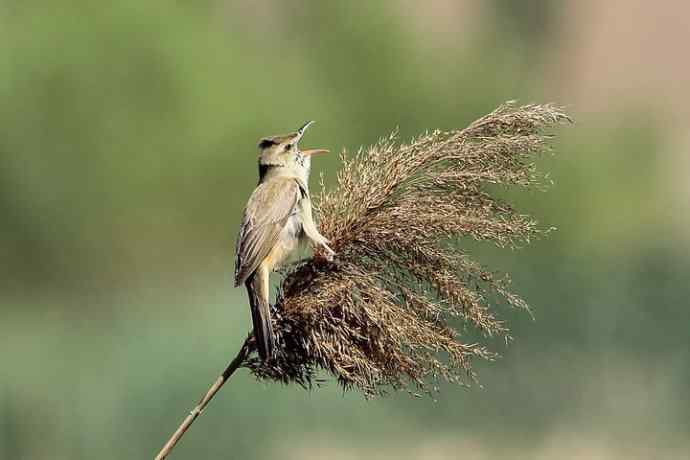 东方大苇莺 东方大苇莺