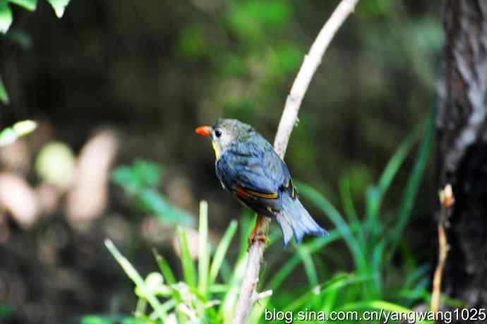 它发现了滴水的水龙头（红嘴相思鸟）