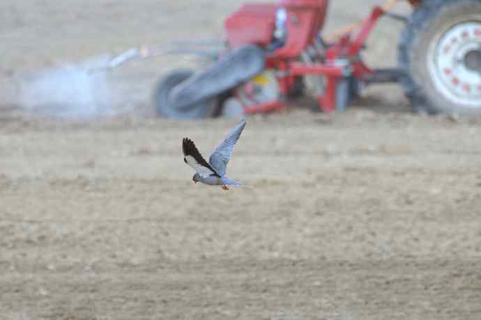 阿穆尔隼与普通燕鸻（生境）