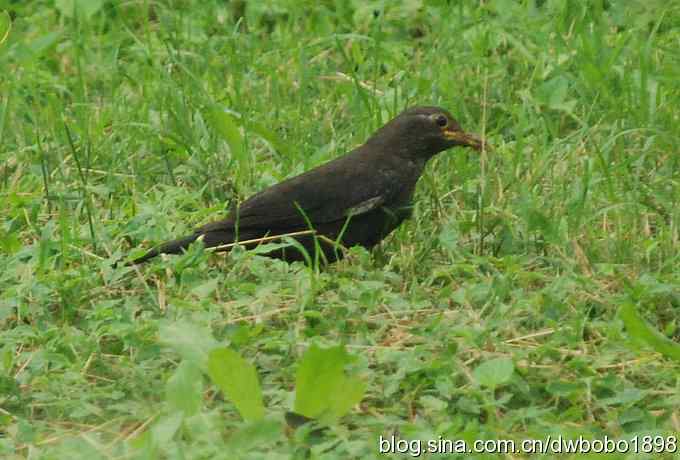 植物园六月的花鸟