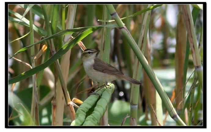 草长莺飞五月天