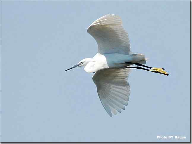蓝天作秀的鹭鸶
