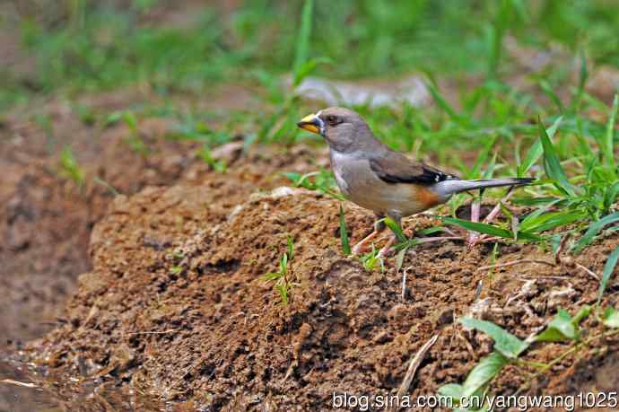 蜡嘴雀(2) 蜡嘴雀(2)