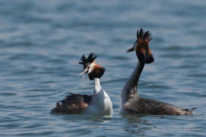 颐和园的凤头