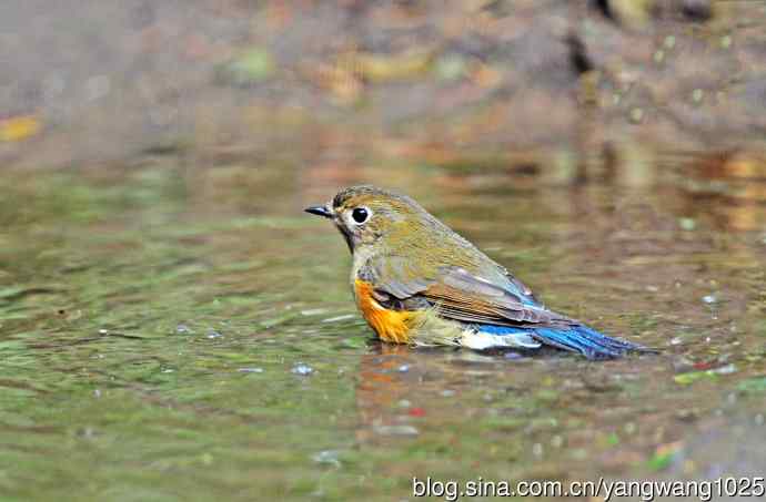 雌性红胁蓝尾鸲(63) 雌性红胁蓝尾鸲(63)
