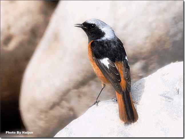  点击图片或使用键盘← →翻页