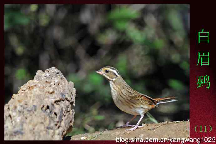 白眉鹀（11）