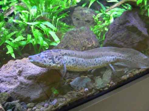 鱼类活化石：非洲肺鱼