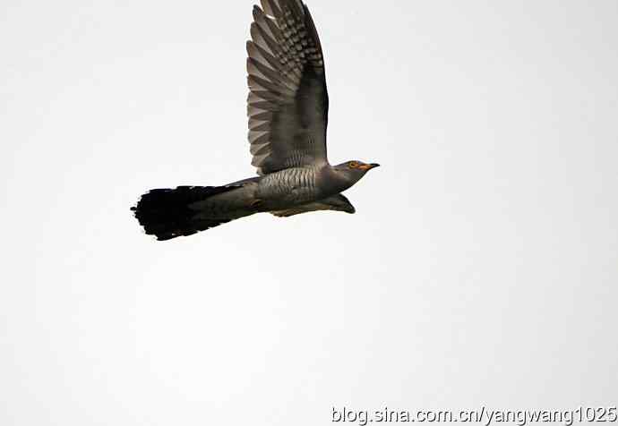 布谷鸟（记录版）