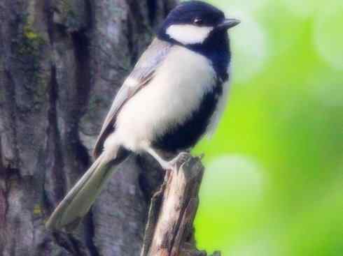 家禽驯化之源之二十六