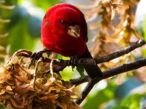 美丽无罪：雀鸟之雀类